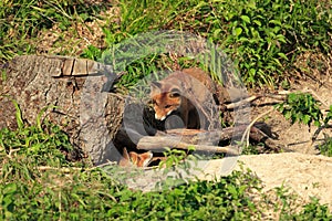 Red Fox & x28;Vulpes vulpes& x29;Germany