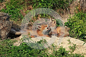 Red Fox & x28;Vulpes vulpes& x29;Germany