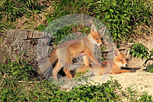 Red Fox (Vulpes vulpes)Germany