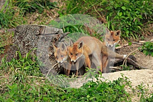 Red Fox (Vulpes vulpes)Germany