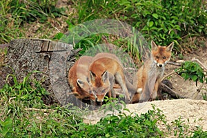 Red Fox (Vulpes vulpes)Germany