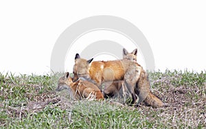 A Red fox Vulpes vulpes and her kits on a grassy hill in springtime in Canada