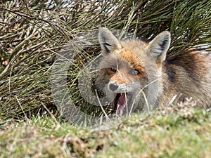 Red fox (Vulpes vulpes) hidden