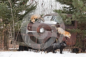 Red Fox (Vulpes vulpes) On Hood One Leaping and Silver Fox at Truck Winter