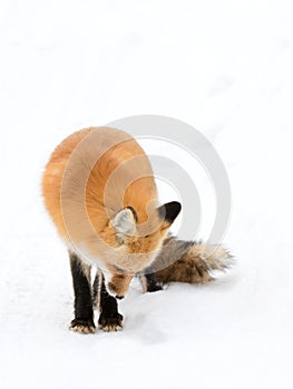 Red fox (Vulpes vulpes) with a bushy tail isolated on white background hunting in the freshly fallen snow in Algonquin