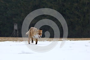 Red fox Vulpes vulpes hunting. Wildlife scene from winter nature. Orange fur coat animal on forest meadow in heavy snowfall.