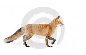 A Red fox Vulpes vulpes isolated on white background with bushy tail hunting through the freshly fallen snow in Algonquin Park i