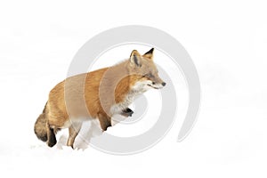 A Red fox Vulpes vulpes isolated on white background with bushy tail hunting through the freshly fallen snow in Algonquin Park i