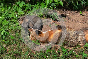 Red Fox Vulpes vulpes Kit Interacts With Adult Outside Den Summer