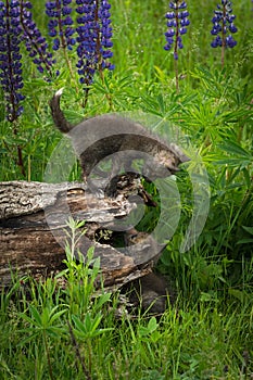 Red Fox Vulpes vulpes Kit Looks Down at Sibling Inside Log Summer