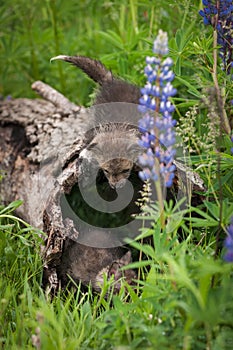 Red Fox Vulpes vulpes Kit Looks Down at Sibling in Log Summer