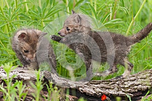 Red Fox Vulpes vulpes Kit Paws at Sibling