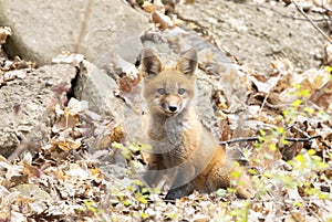 A Red fox Vulpes vulpes kit playing in the leaves in springtime in Canada