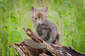 Red Fox Vulpes vulpes Kit Sits Atop Log