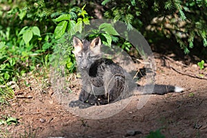 Red Fox Vulpes vulpes Kit Sits at Densite Ears Up Summer