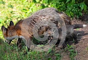 Red Fox Vulpes vulpes Kit Walks With Adult at Densite Summer