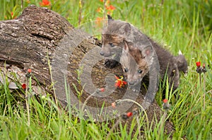 Red Fox Vulpes vulpes Kits Clamber Over Log