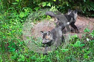 Red Fox Vulpes vulpes Kits Frolic Outside Den Summer