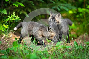 Red Fox Vulpes vulpes Kits Outside Den Summer