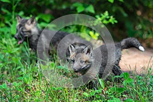 Red Fox Vulpes vulpes Kits Stand Outside Den Site Summer