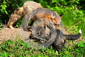 Red Fox Vulpes vulpes Kits Tussle at Den Adult in Background Summer