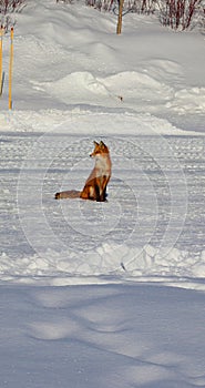 The red fox Vulpes vulpes is the largest of the true foxes