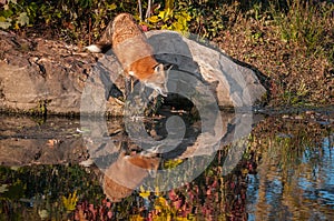 Red Fox Vulpes vulpes Leans Out Over Water Reflected Autumn