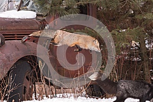 Red Fox (Vulpes vulpes) Leaps Down From Truck To Silver Fox Below Winter