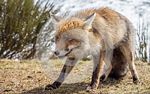 Red fox (Vulpes vulpes) leering