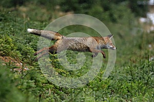 Red fox Vulpes vulpes long jump in winter forest. Wildlife scene from Europe. Orange fur coat animal hunting in nature habitat.