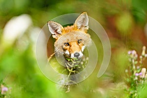 Red Fox (Vulpes vulpes) looking curiously into camera, taken in London, England