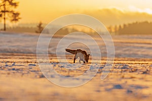 Red fox Vulpes vulpes looking for prey during sunrise