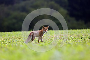 Liška obecná Vulpes vulpes hledá potravu na louce. Mladá liška obecná na zelené louce s tmavým smrkovým lesem v pozadí