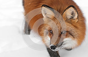 Red Fox (Vulpes vulpes) Looks Left Close Up