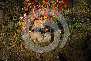 Red Fox Vulpes vulpes Looks Out From Atop Rock Autumn