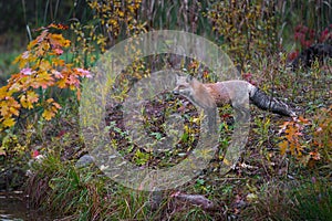 Red Fox Vulpes vulpes Looks Towards Edge of Island Autumn