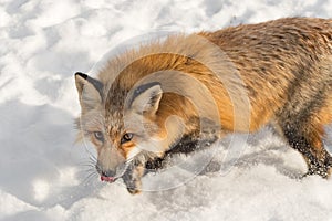 Red Fox Vulpes vulpes Looks Up From Snow Licking Winter