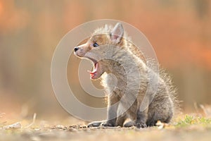 Red fox Vulpes vulpes mouth teeth smile young puppy cub canine beast forest meadows life animal in countryside beautiful