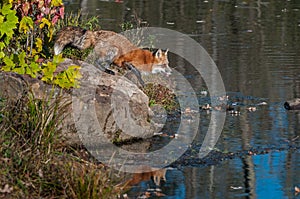 Red Fox Vulpes vulpes Moves to Step Off Rock