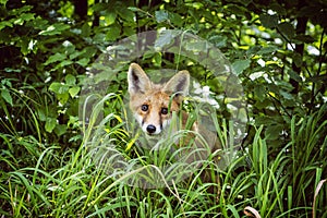 Liška obecná Vulpes vulpes, Muránská pláň, Slovensko, zvířecí scéna