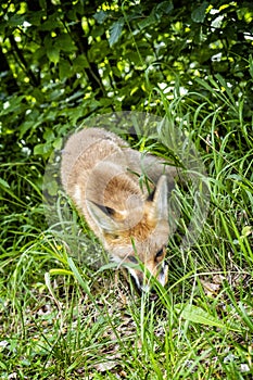 Líška obyčajná Vulpes vulpes, Muránska planina, Slovensko, scéna zvierat