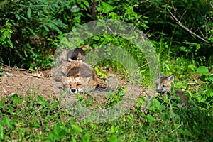 Red Fox Vulpes vulpes Naps While Kits Run Around Outside Den Summer