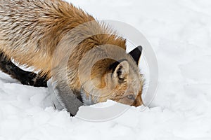 Red Fox Vulpes vulpes Nose Buried in Snow Close Up Winter