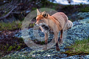 Red fox / vulpes vulpes outdoors in the wilderness during the the night in the arctic.