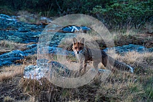 Red fox / vulpes vulpes outdoors in the wilderness during the the night in the arctic.