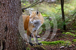 Red fox Vulpes vulpes peers out from behind a tree in Algonquin Park