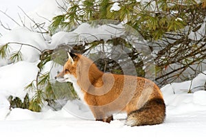 A Red fox Vulpes vulpes in pine tree forest with a bushy tail hunting in the freshly fallen snow in Algonquin Park, Canada