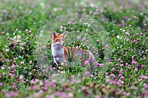 The red fox Vulpes vulpes pokes his head out of the purple clover flowers. Portrait of a fox peeping out of a clover field