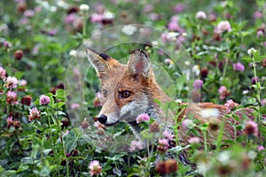 Red fox vulpes vulpes pokes his head out of the purple clover flowers. Portrait of a fox peeping out of a clover field