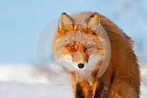 Red fox (Vulpes vulpes). Portrait of a red fox close-up.